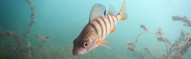 Neugieriger Egli im Zürichsee