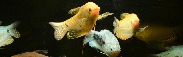 Fadenfische