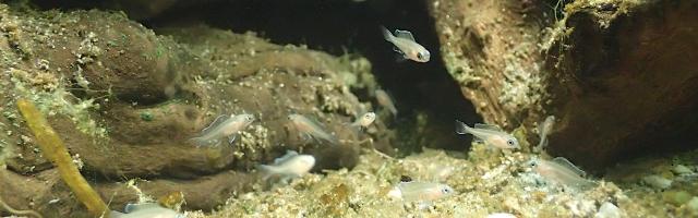 Junge Feebuntbarsche