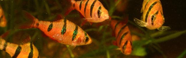 Fünfgürtelbarbe - Gruppe