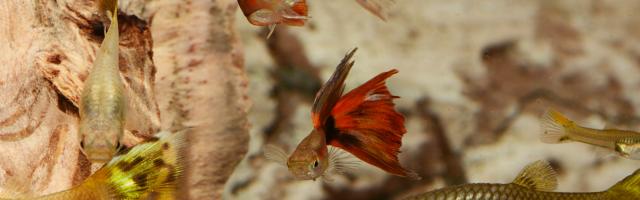 Guppys