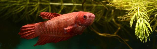 Siamesischer Kampffisch - Weibchen