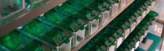 Standardhaltung im Labor: kleine Becken ohne Strukturen