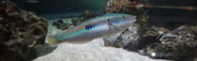 Lippfisch in einem Aquarium