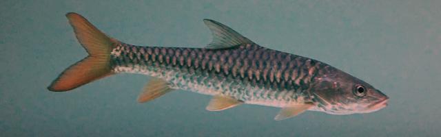 Mahseer (Tor putitora) - Jungfisch