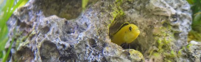 Malawi-Buntbarsch schaut aus Höhle raus
