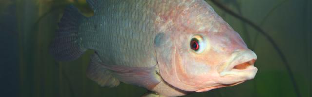 Mossambik-Buntbarsch