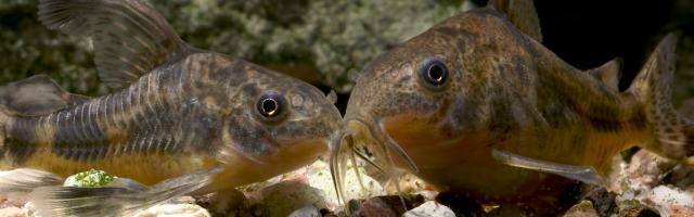 Zwei marmorierte Panzerwelse