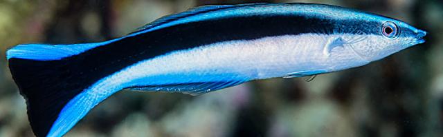 Putzerlippfisch (Labroides dimidiatus)