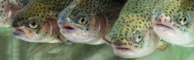 Regenbogenforellen close up