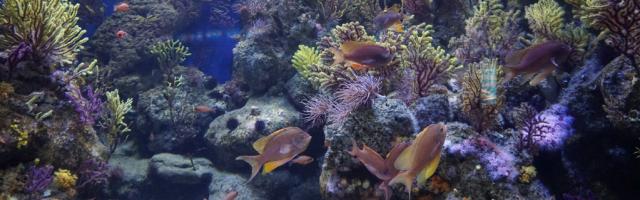 Riff im Aquarium Barcelona