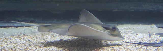Gewöhnlicher Stechrochen in einem Aquarium