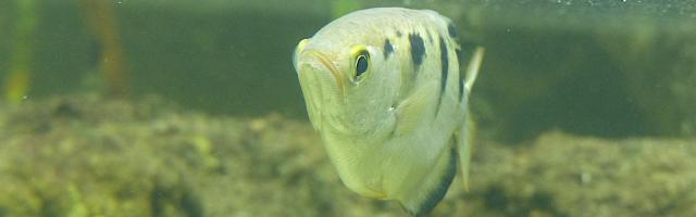 Schützenfisch