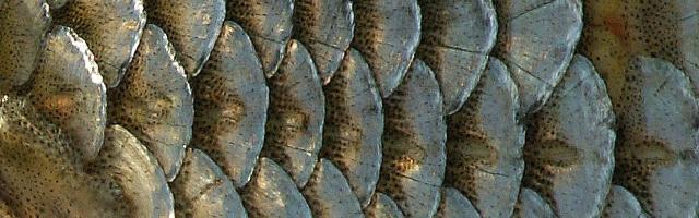 Seitenlinienorgan eines Rotauges