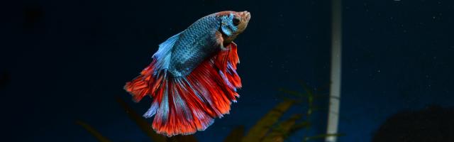 Siamesischer Kampffisch