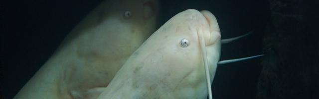 Albino-Wels