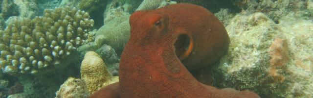 Grosser Blauer Krake - Octopus cyanea