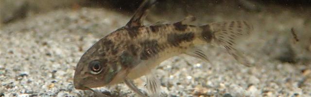 Panzerwels sucht im Bodengrund nach Futter