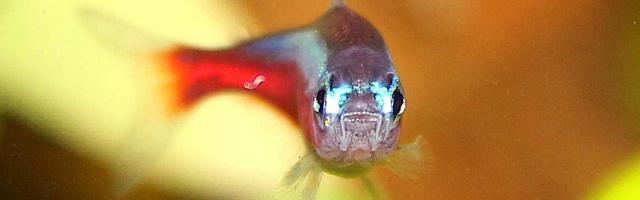 Roter Neon - Paracheirodon axelrodi