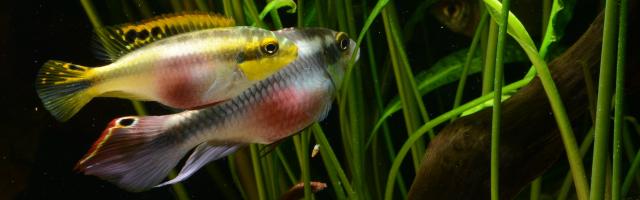 Männchen und Weibchen des Purpurprachtbarsches im Aquarium