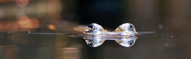 Der Vieraugenfisch kann mit seinen speziellen Augen über Wasser sehen