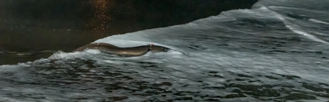 Aal mit einem Sender schwimmend