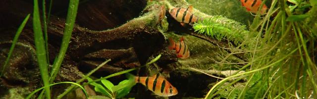 Eine Gruppe der Fünfgürtelbarbe