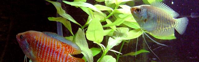 Weibchen und Männchen des Zwergfadenfisches