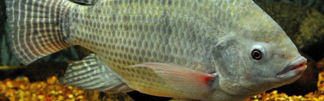Nilbuntbarsch