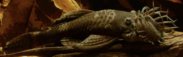 Männlicher Antennenwels mit Geweih