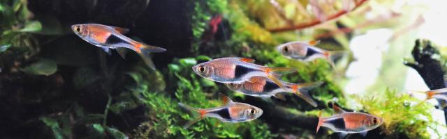 Eine Gruppe Keilfleckbärblinge in schön bepflanzem Aquarium