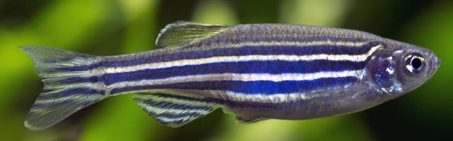 adulter weiss-blau gestreifter Zebrafisch