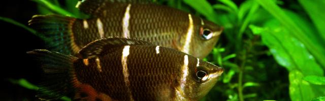 Zwei Schokoladenguramis im Aquarium
