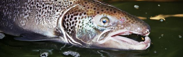 Atlantischer Lachs