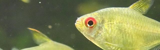 Zitronensalmler close up