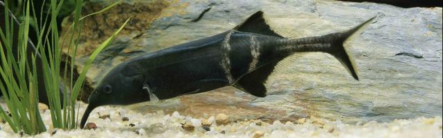 Ein Elefantenrüsselfisch
