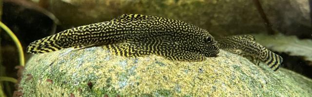 Zwei Flossensauger auf grossem Stein