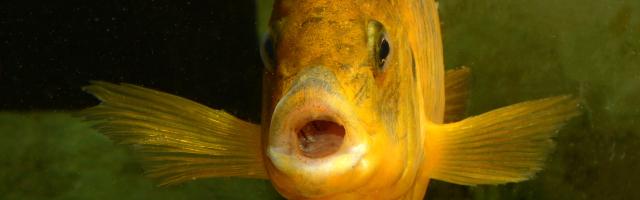 Malawi-Buntbarsch close-up