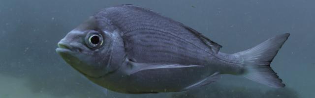 Streifenbrasse (Spondyliosoma cantharus)