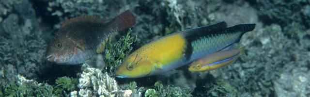 Halichoeres garnoti - Yellowhead wrasse, adult und Jungtier im Meer