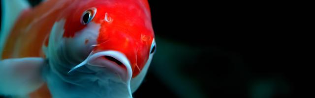 close-up von Koi
