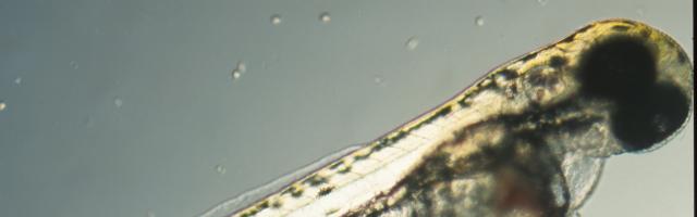 Eine Zebrafischlarve