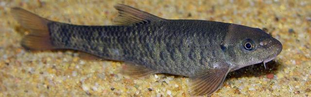 Eine Rötliche Saugbarbe auf dem Bodengrund