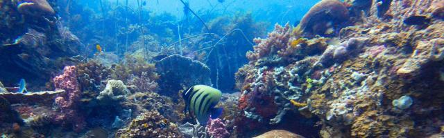 Blick in ein Riff mit Korallenfischen