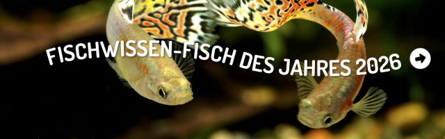 Guppy - Fischwissen-Fisch des Jahres 2026