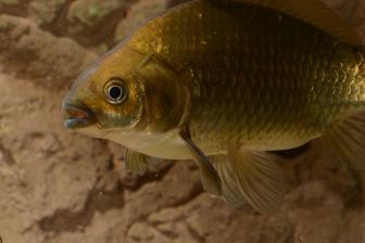 Goldfisch close up - Wildtyp