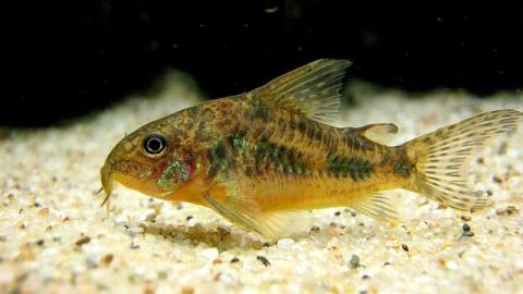 Panzerwels - Corydoras paleatus