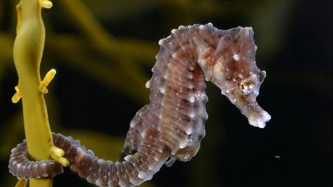 Das Äussere der Seepferdchen erinnert nur wenig an einen Fisch, hier abgebildet das Kurzschnäuzige Seepferdchen (Hippocampus hippocampus).