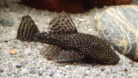 Antennenwels Weibchen