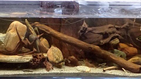 Aquarium mit 4 Arten